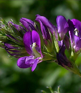 Семена люцерны Багира (РС-1,РС-2)